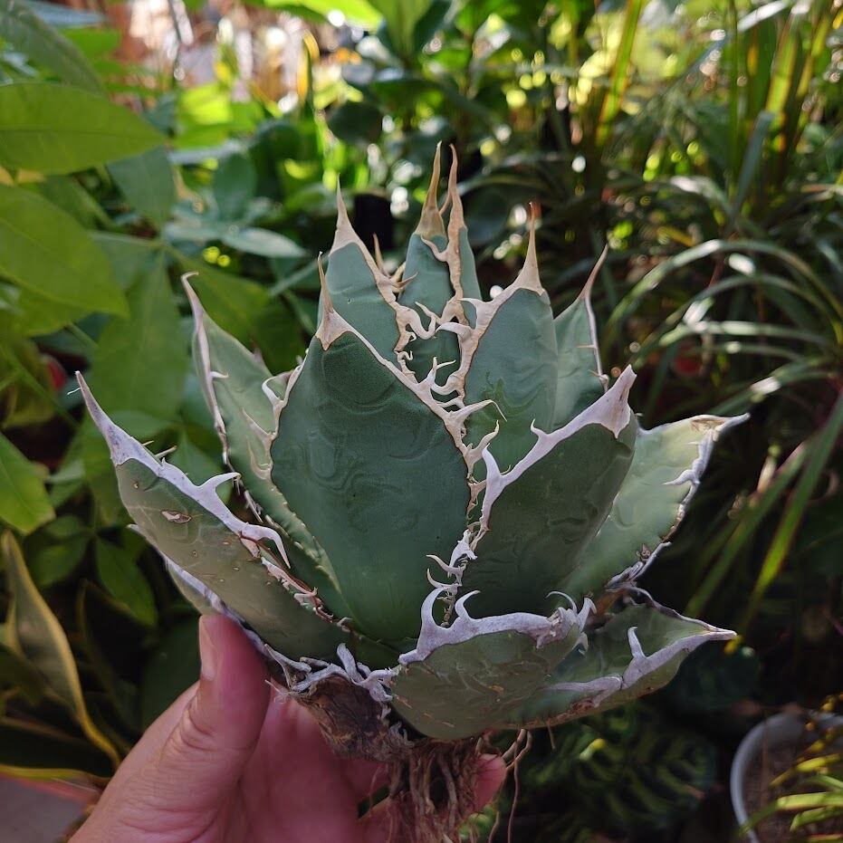 アガベ チタノタ オアハカ Agave titanota Oaxaca 18 | 多肉植物