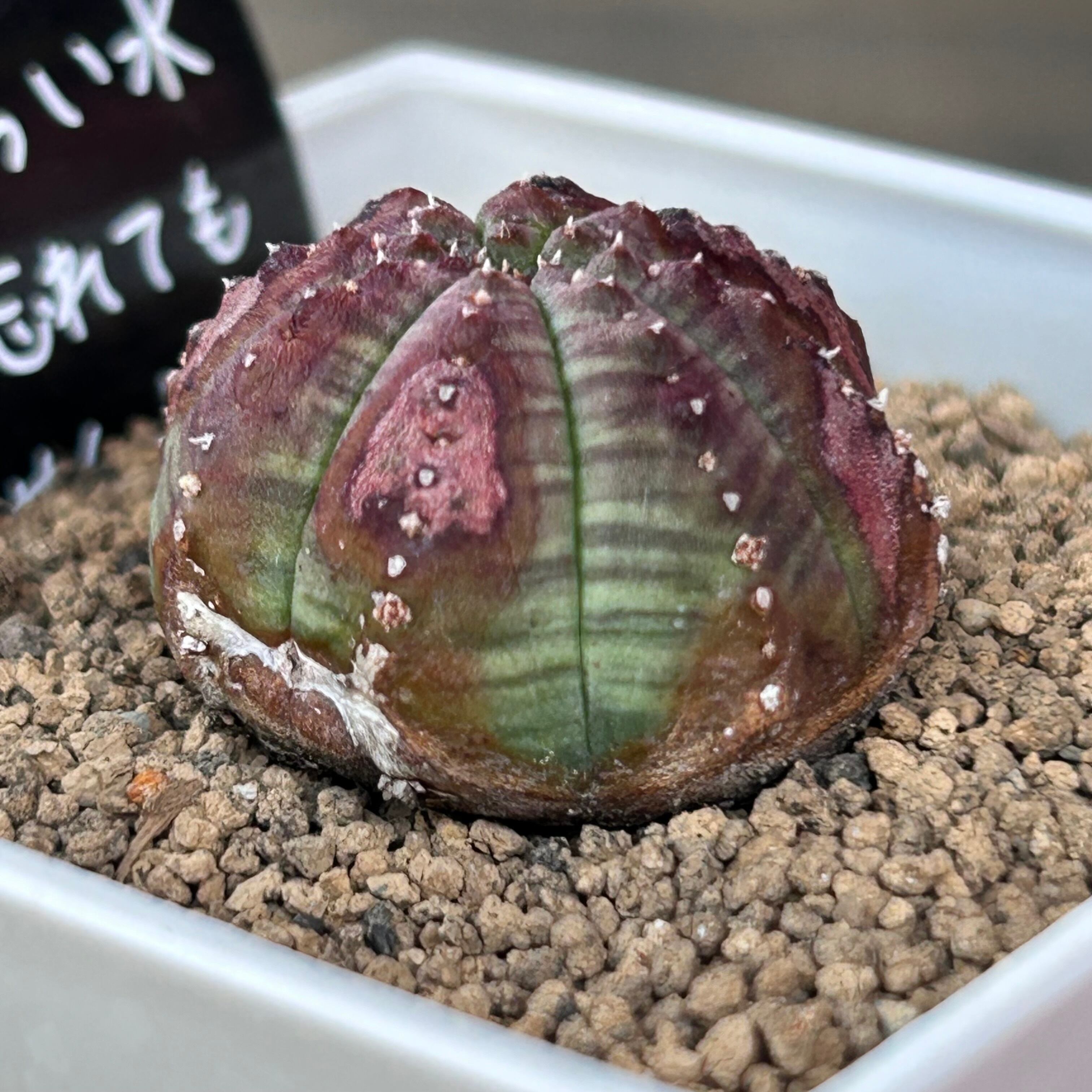 T)仔吹きシンメトリカ | RuPo 多肉植物専門店 T)仔吹きシンメトリカ | RuPo 多肉植物専門店