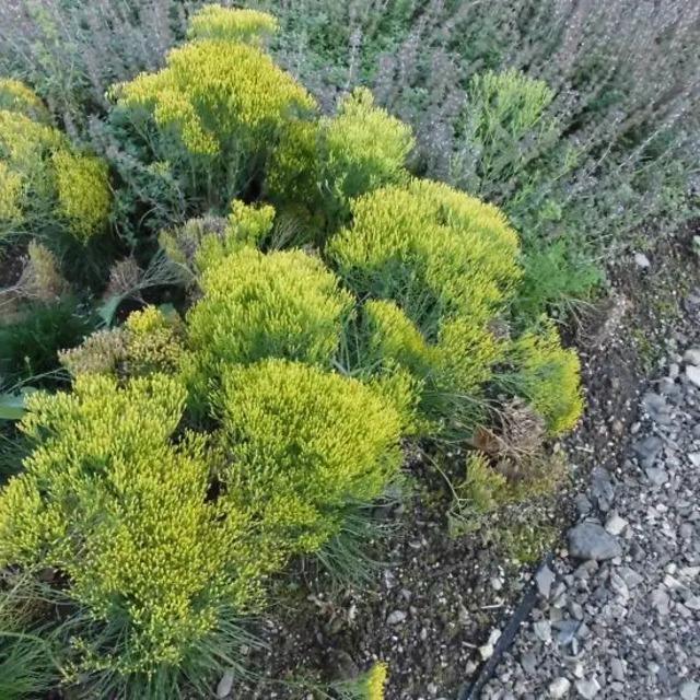 ビゲロウィア ヌッタリー