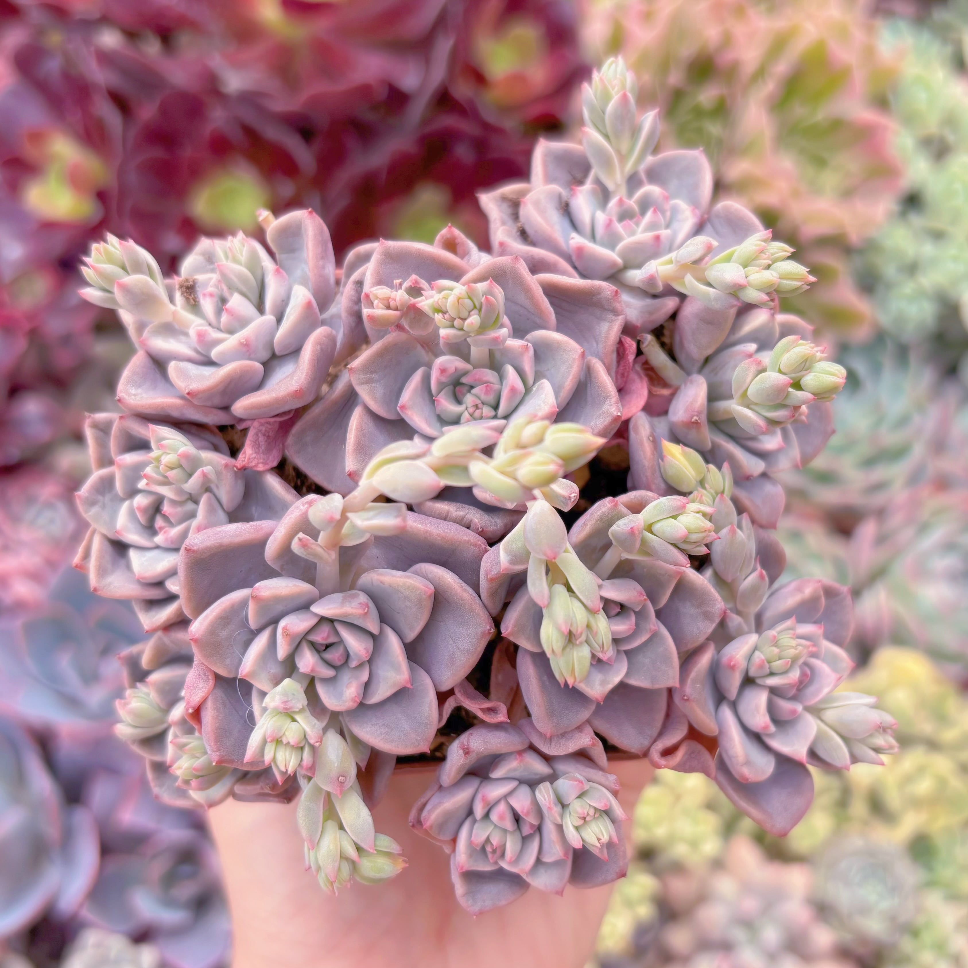 現品　Spotted Deer#085　群生　るる農園