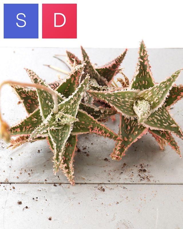 抜き苗 アロエハイブリッド レッド系 Aloe Hybrid 抜き苗 アロエハイブリッド レッド系 Aloe Hybrid