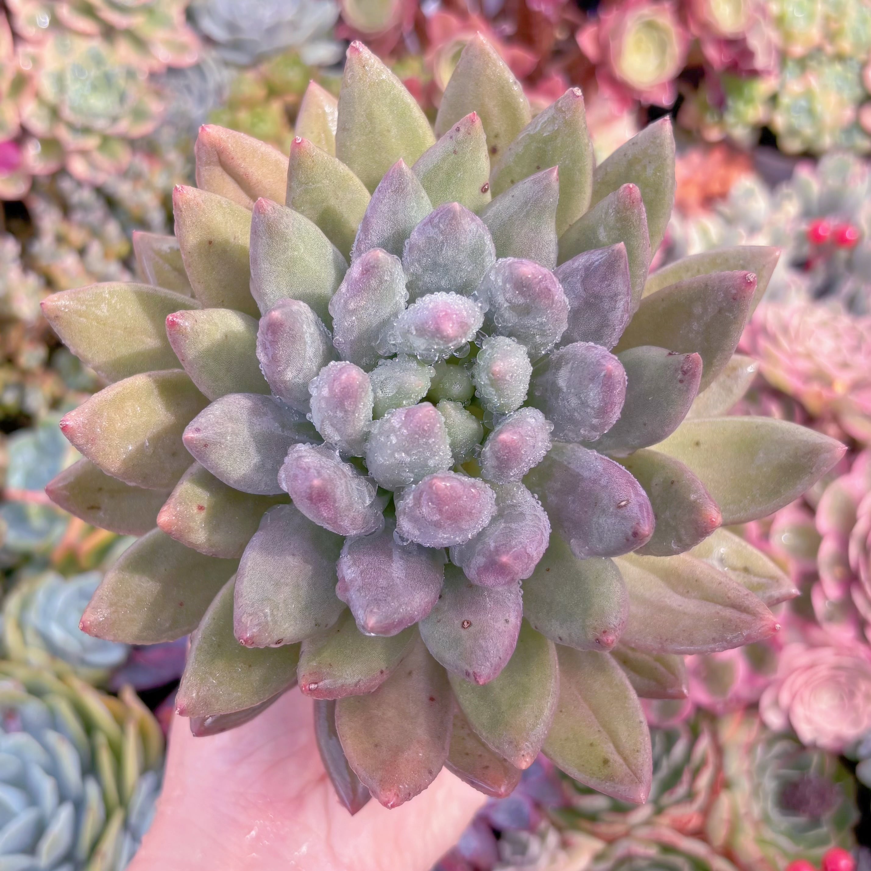 現品　レッドドラゴンフライ#547　大苗　るる農園