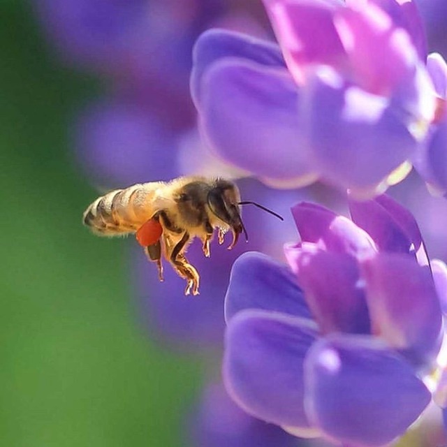 送料無料 15本セット【完全非加熱生はちみつ】キルギスの白いはちみつ 250g（活性酵素、無添加、無農薬）新ラベルになりました