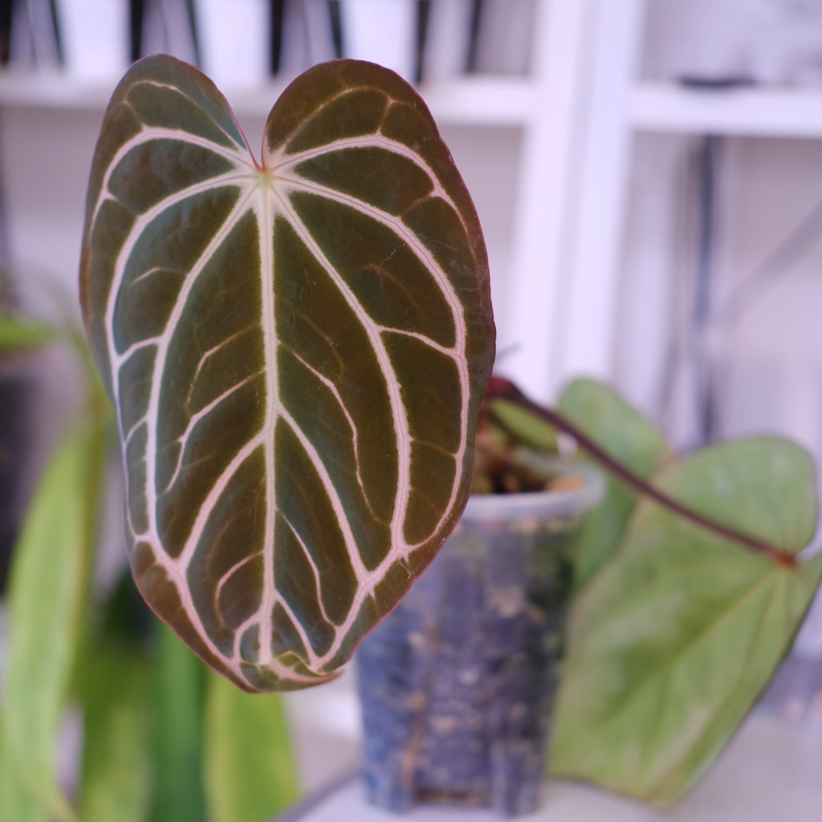 Anthurium Carlablackiae｜アンスリウム カーラブラッキー│観葉植物