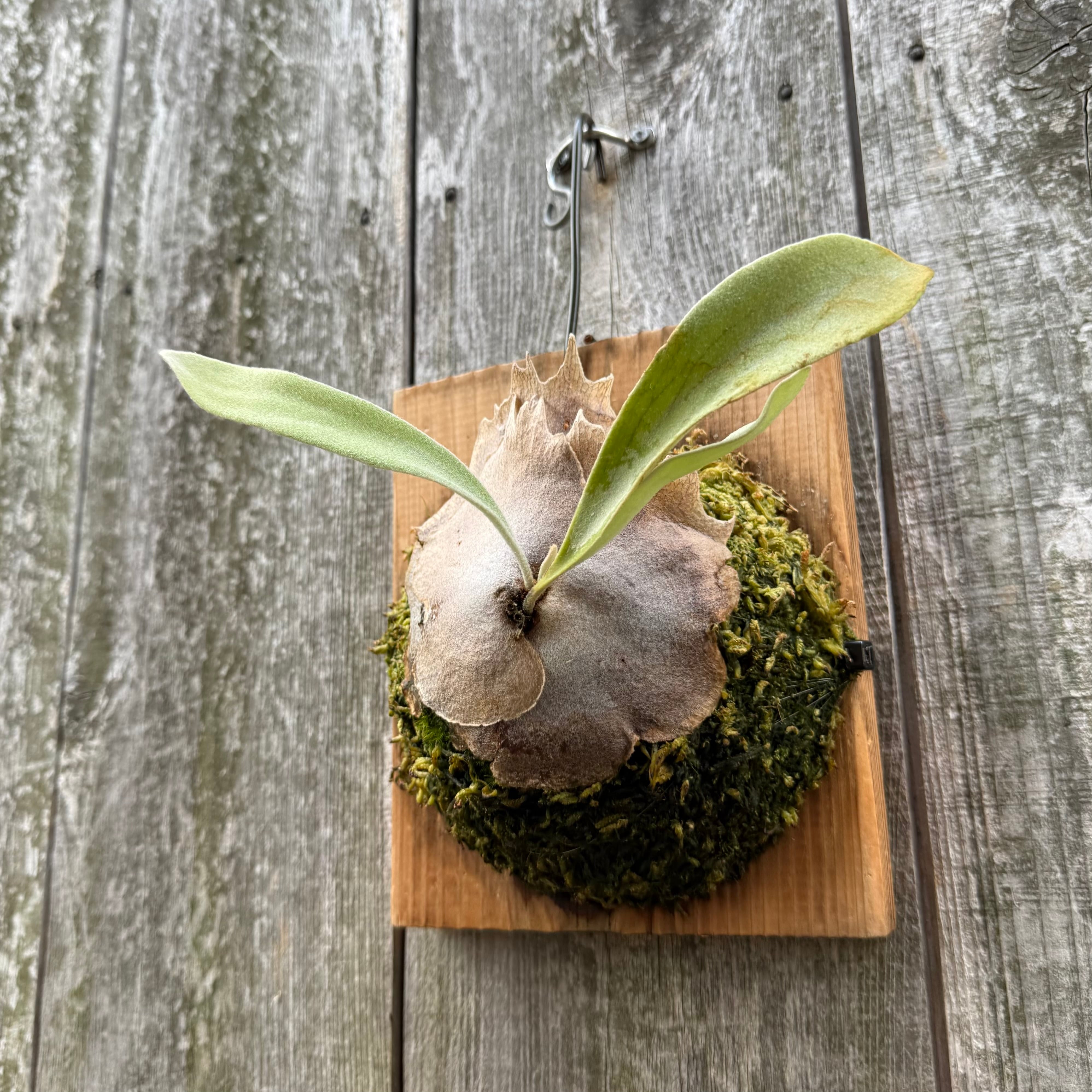 P. veitchii wild spore | naturefix