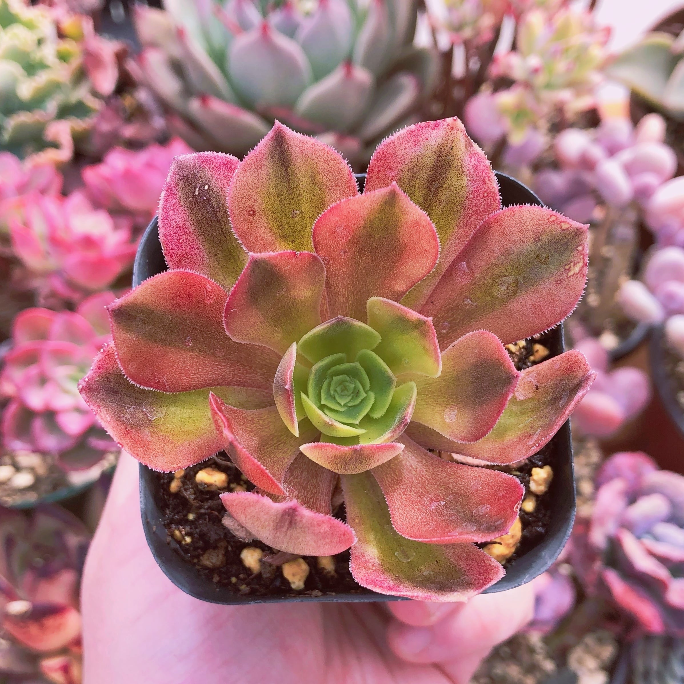 超レア　多肉植物　ビーナス