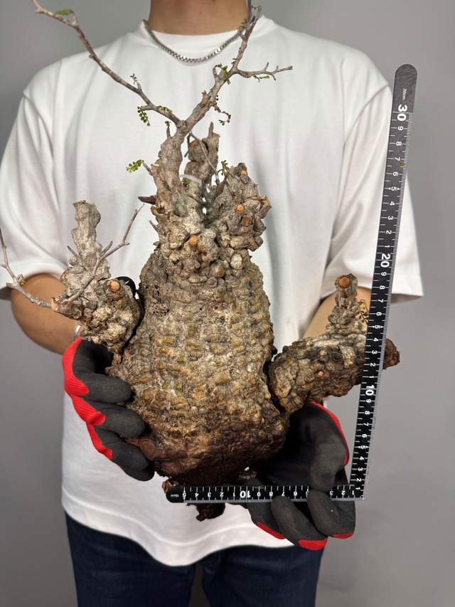F190 現地発根株 オペルクリカリア パキプス 幹太 ボコ肌 6/15 入荷 Operculicarya pachypus 塊根植物 現地球