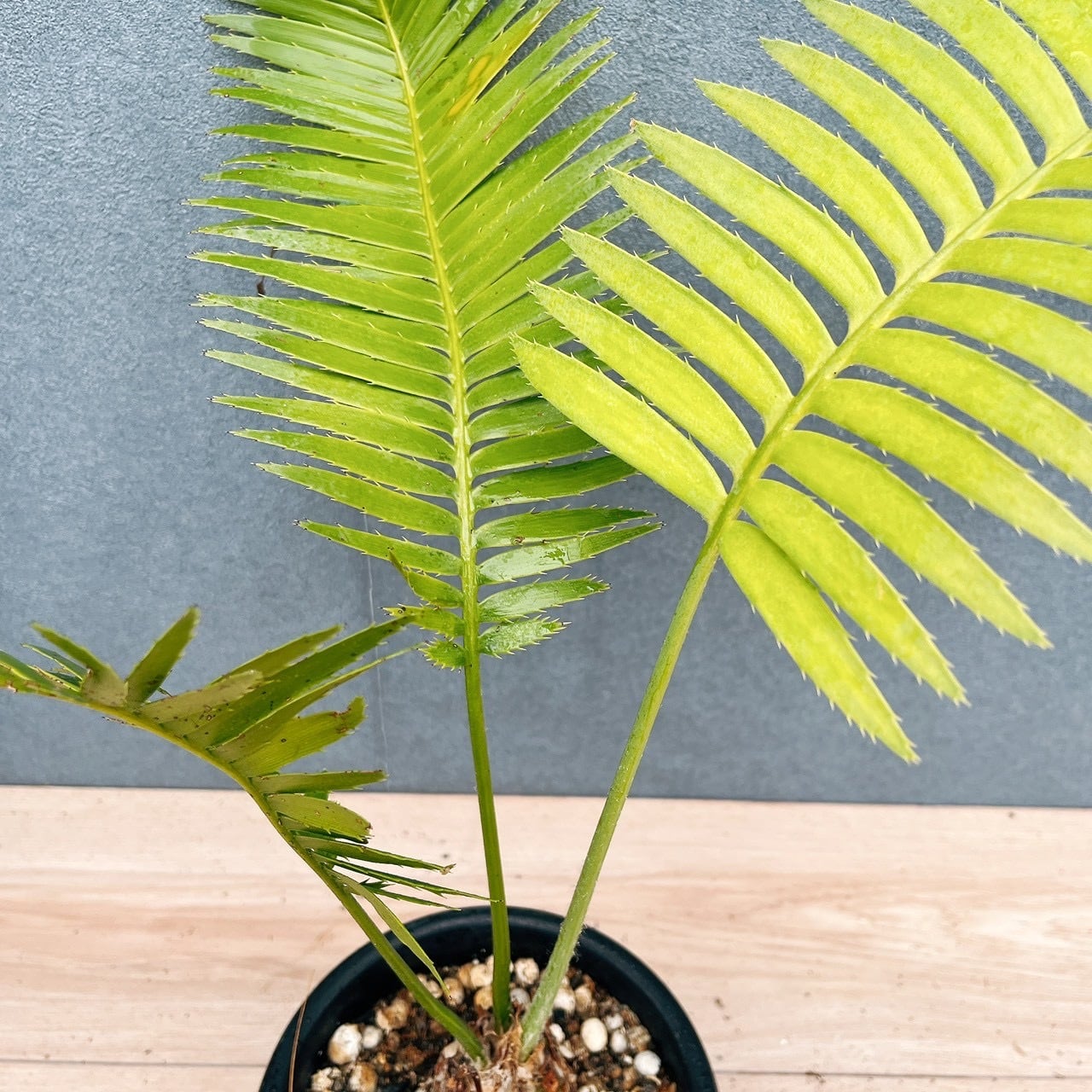 現品］【希少】34番 ディオーン スピヌロスム 5号 観葉植物 レア
