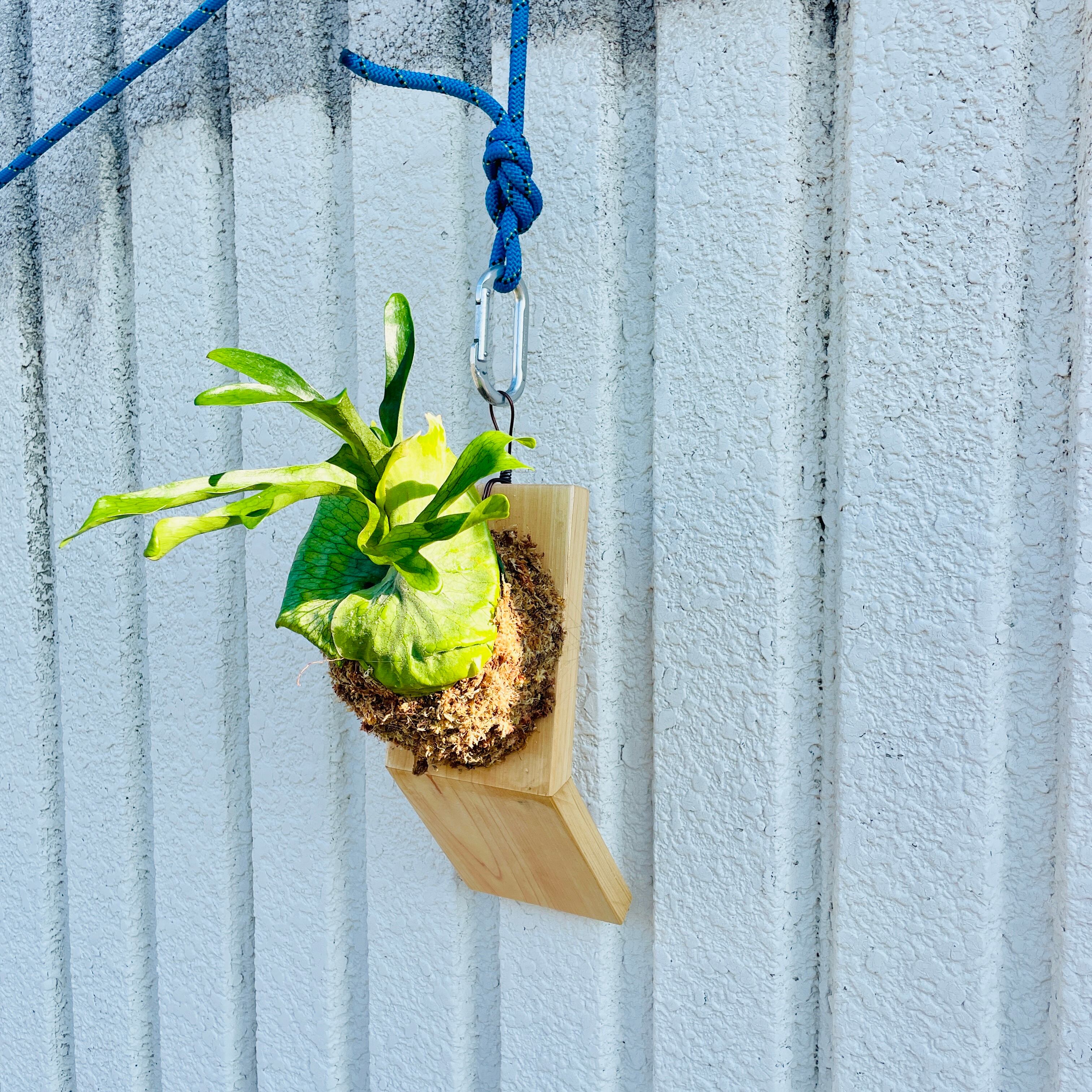 プラティケリウム グランデ『森の王冠』【インテリアグリーン