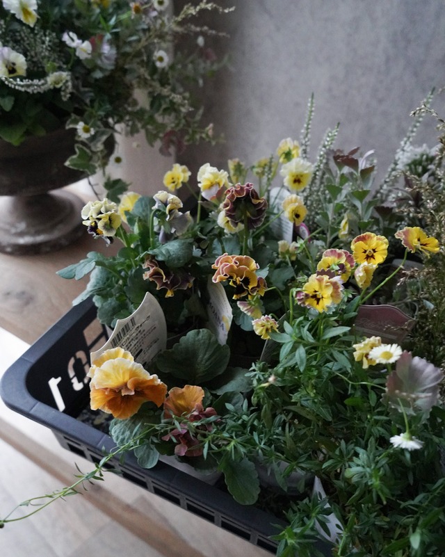 【花苗セット】 黄色パンジー&ビオラと茶色系リーフ＋宿根草のシックな花苗セット