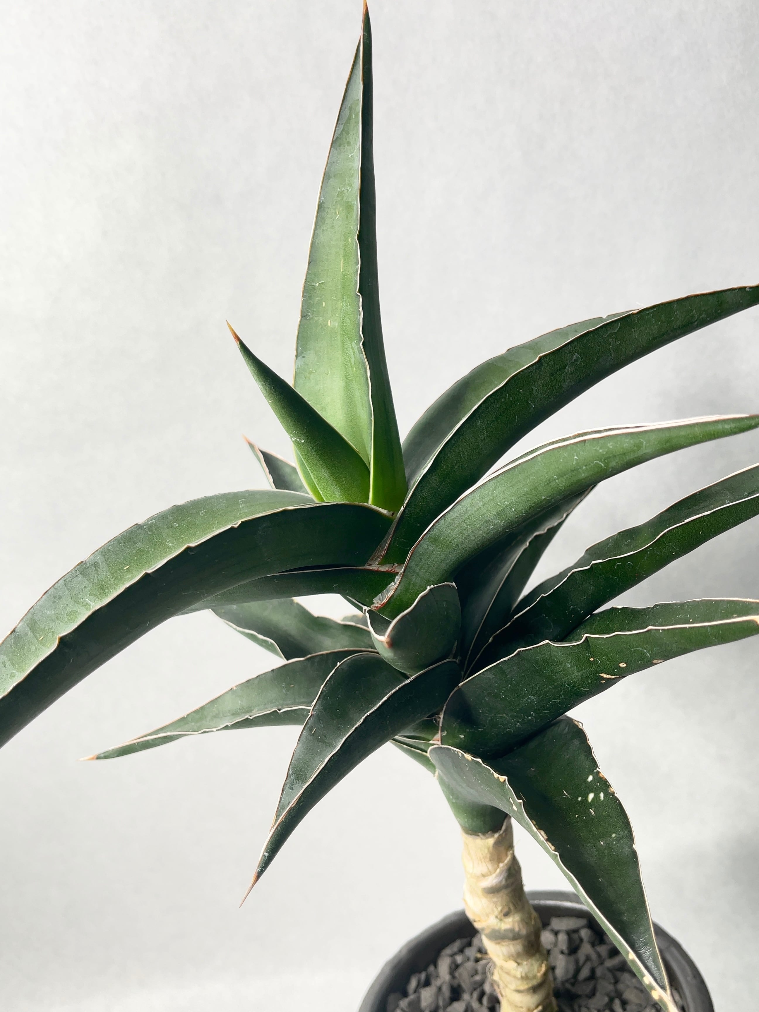 サンセベリア・ソマリアブルー | trigger