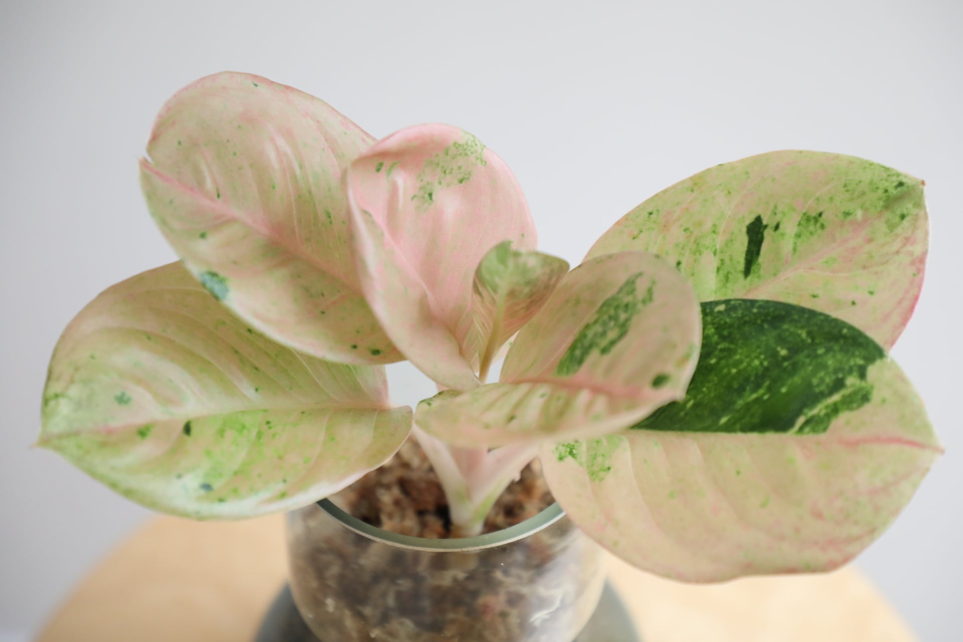 M】【土不使用】アグラオネマ ピンクイメリタスローズ/Aglaonema