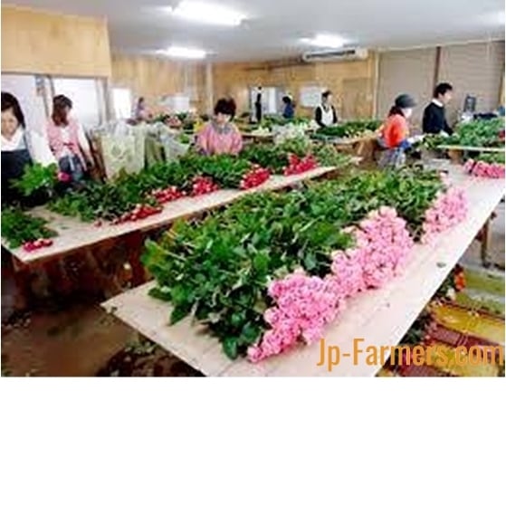 国産バラ！30本！Fujiwara3色ミックス（赤・ピンク・黄） | 新鮮お花