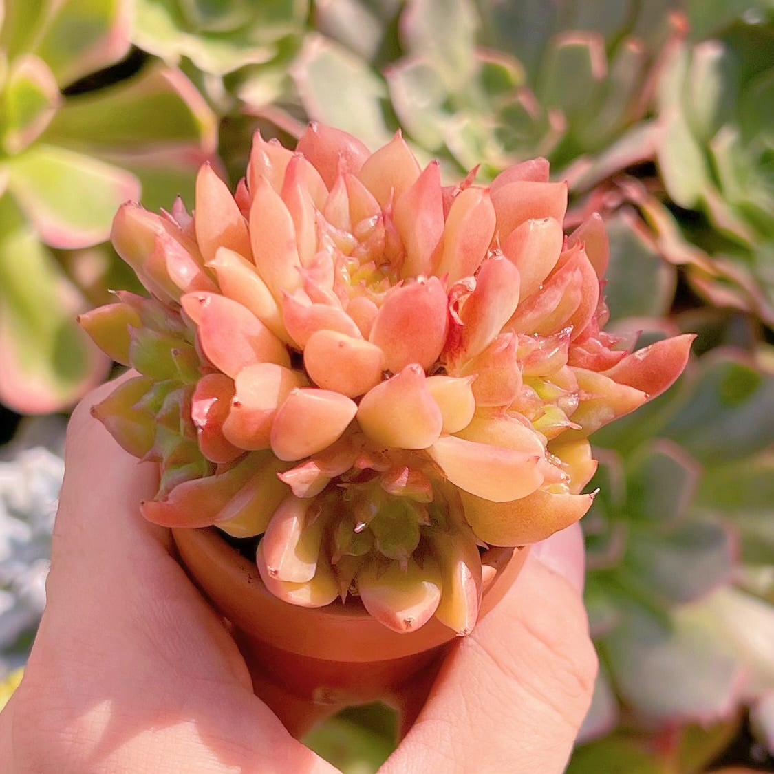 多肉植物　テスラ　群生　新入荷