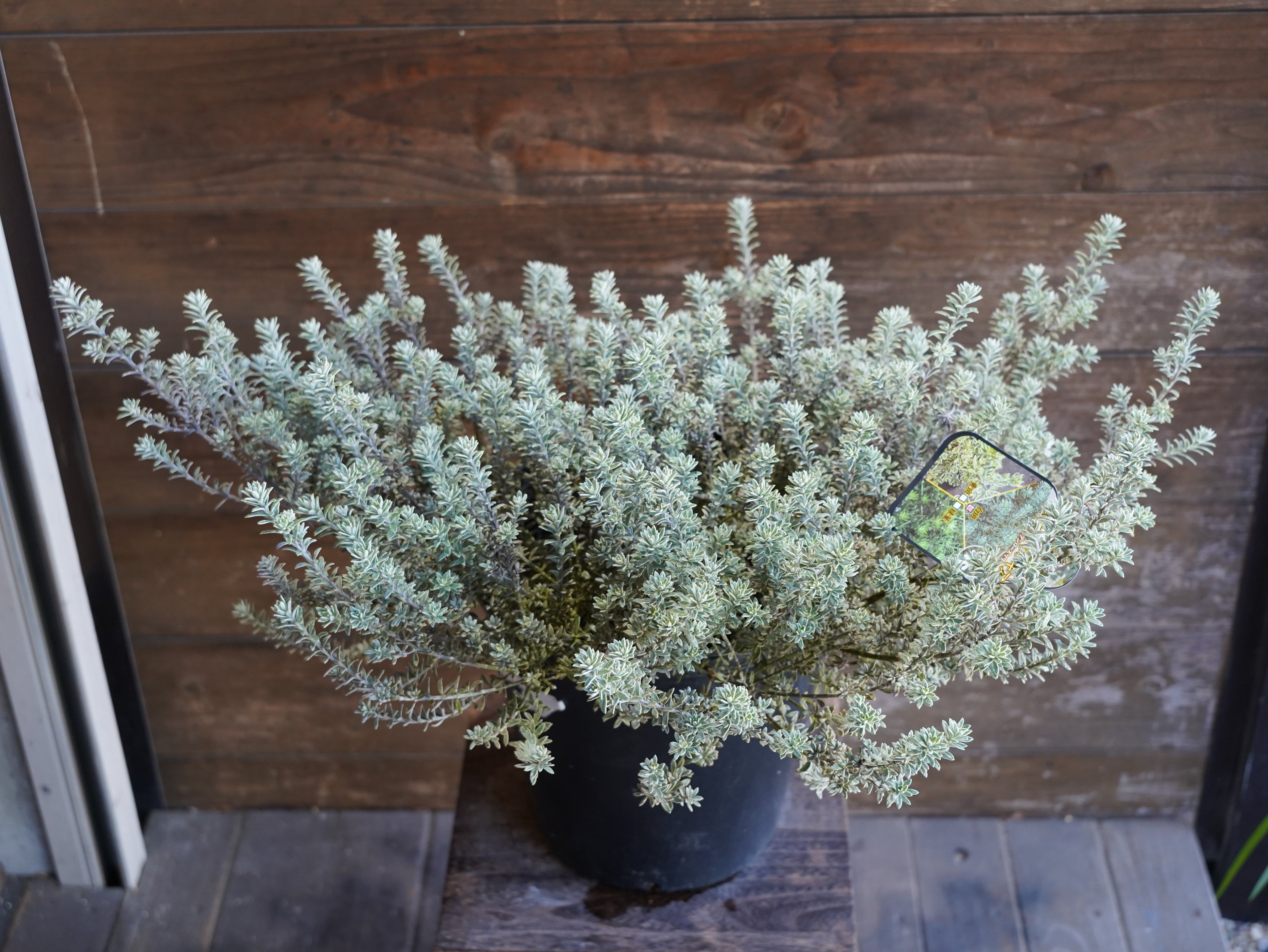 【現物】ウエストリンギア　”スモーキーホワイト”