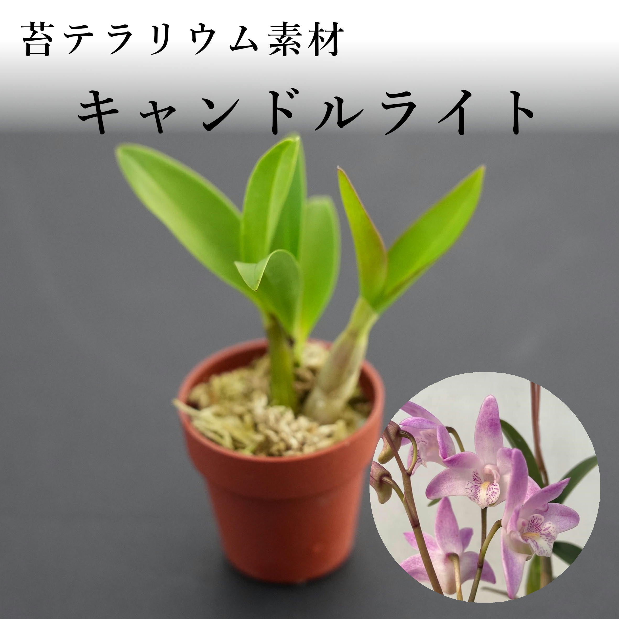 Den.kingianum キャンドルライト【着生ラン】苔テラリウム用ミニミニポット