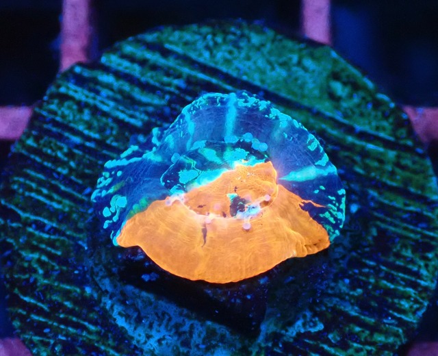 Scolymia Chimera 4