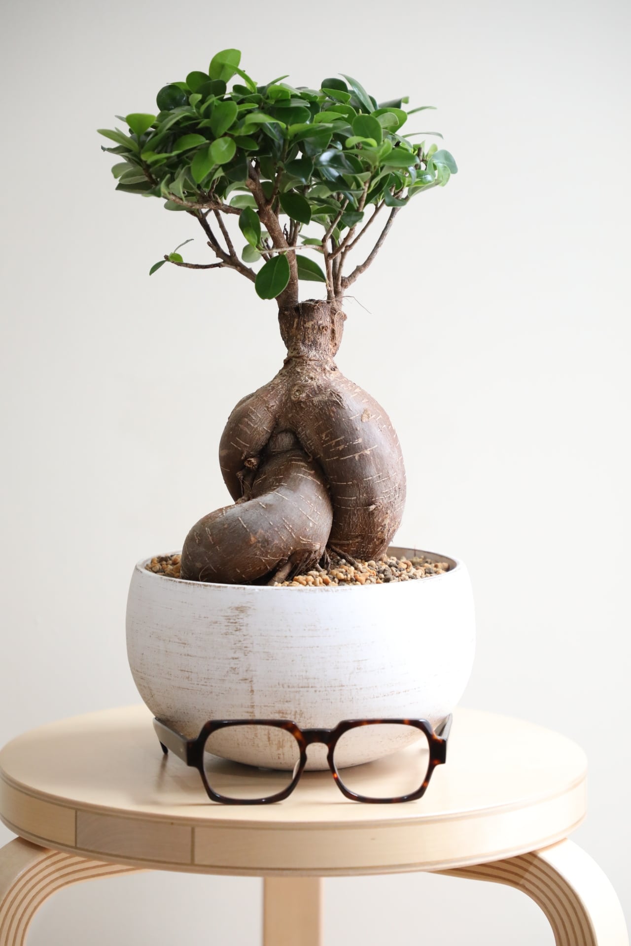 M】ガジュマル/Ficus microcarpa ※陶器鉢付き | 【厳選植物・器