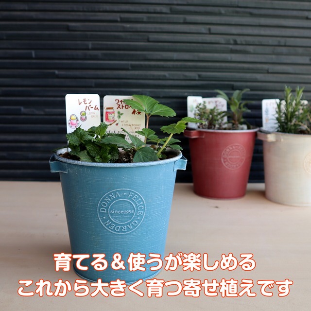 ハーブ 寄せ植え Donna S 青 苗2個 育てる 使う テーマ で選ぶ ハーブの寄せ植え 苗 セット ブリキプランター かわいい 寄せ植え ハーブティー ハーブガーデン 観葉植物 送料無料 バジル ローズマリー ミント 花苗 苗木 家庭菜園 女子力 鉢植え 土 ハーブ苗の