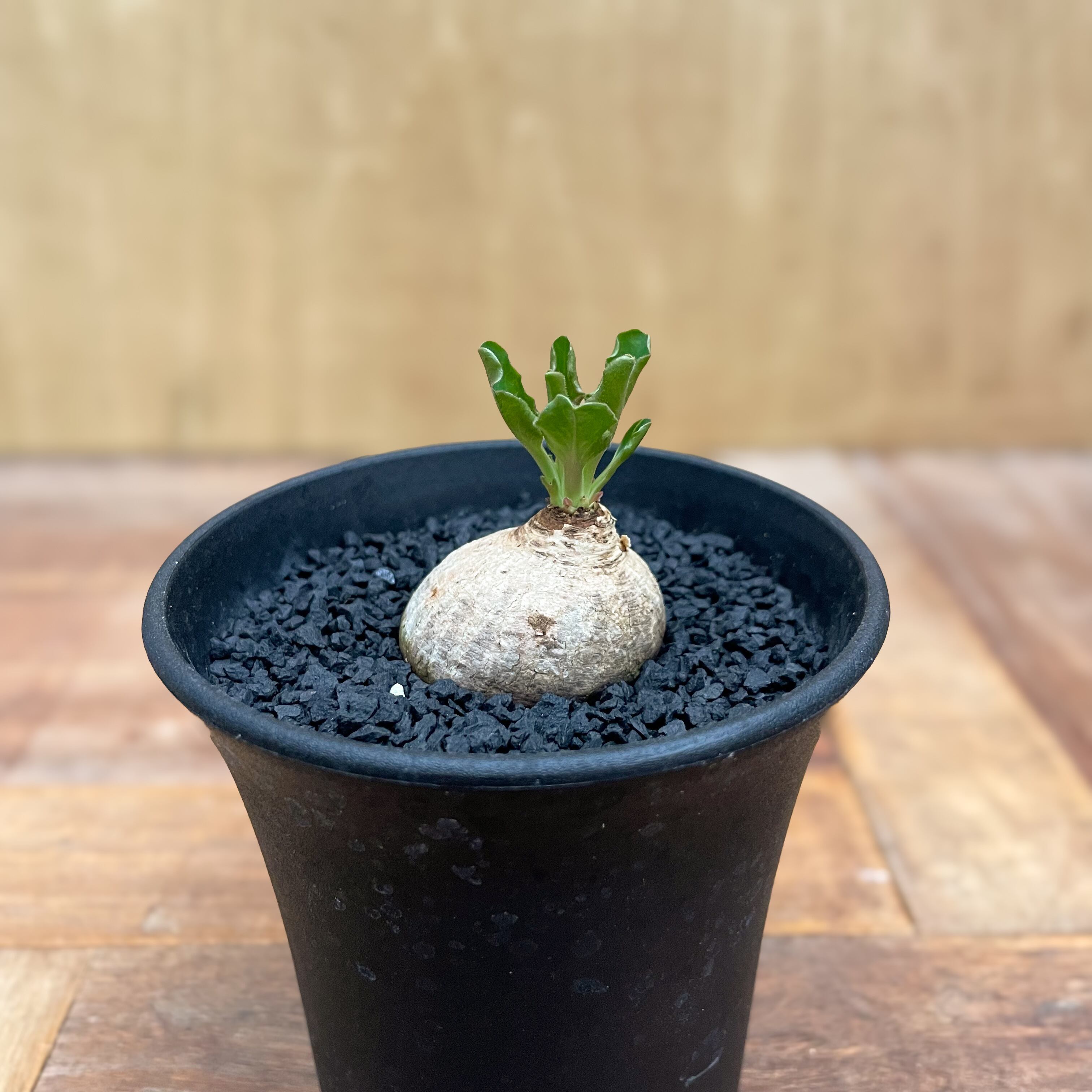 Euphorbia tuberosa 【ユーフォルビア・ツベローサ】 | Pay ID