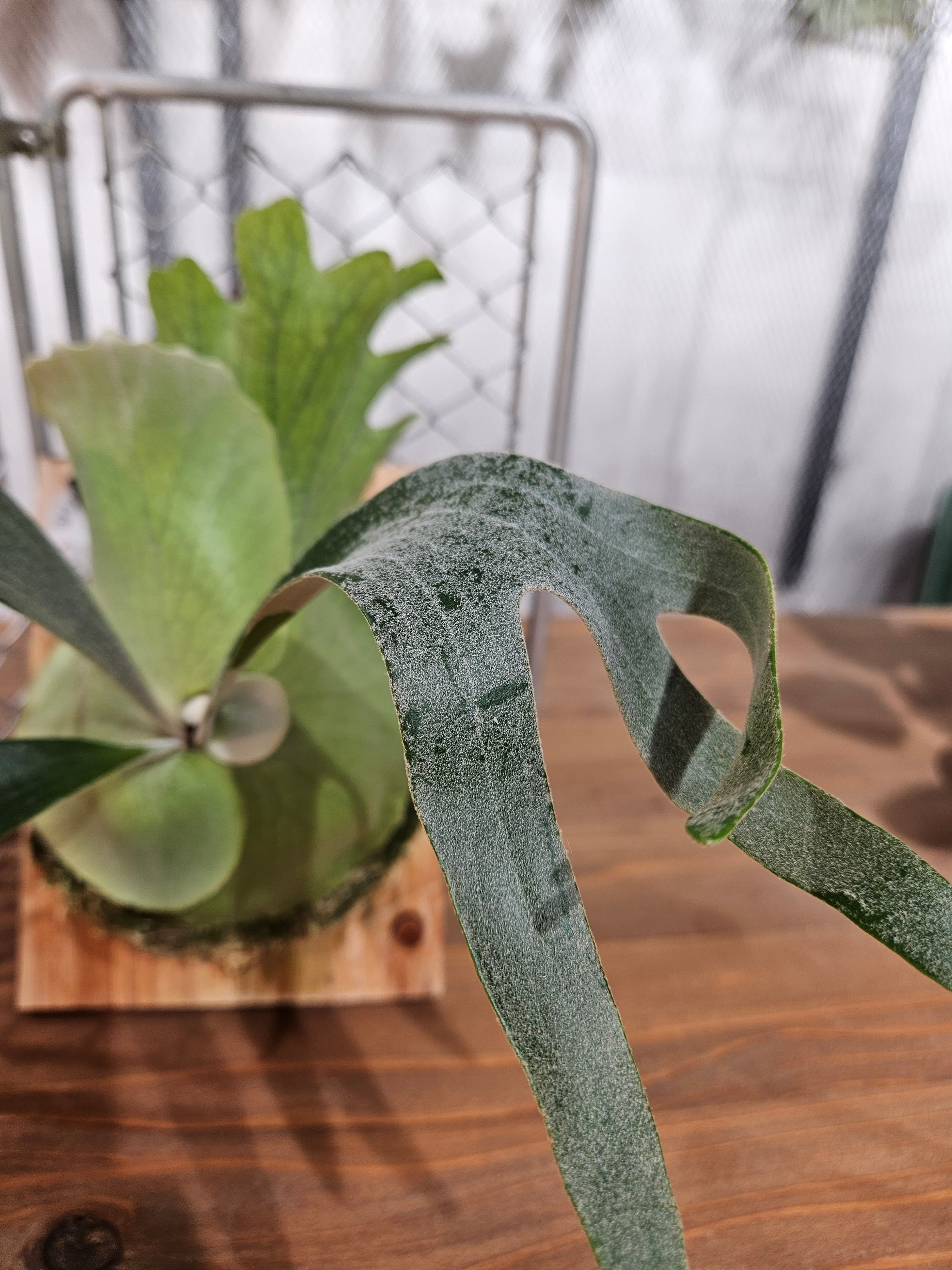 タイ由来 Number zero spore Selectビカクシダ タイ由来 Number zero spore Selectビカクシダ