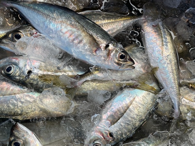 長崎俵物　あじ桜干し（4尾）