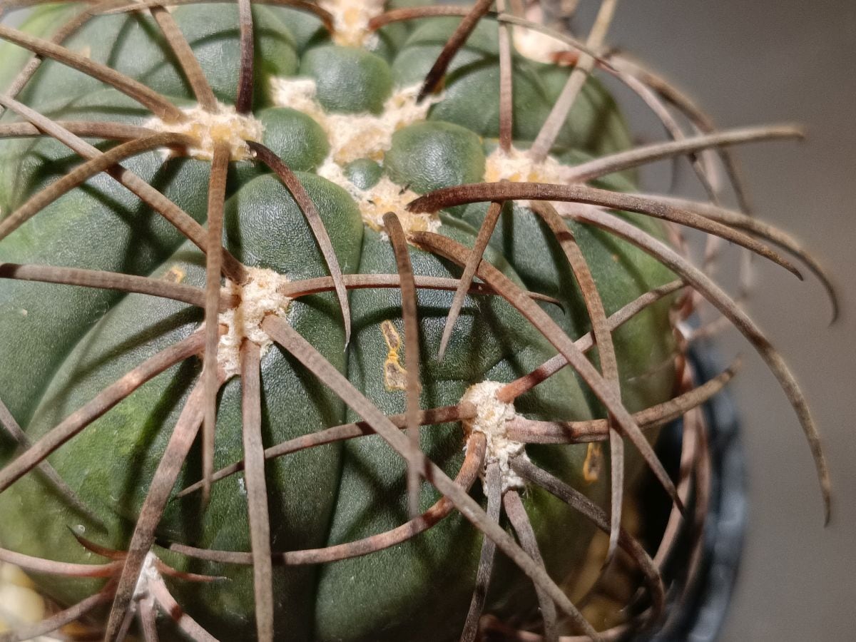 2025/7開花確認、ピンクでした。) Lophophora williamsii ロフォフォラ