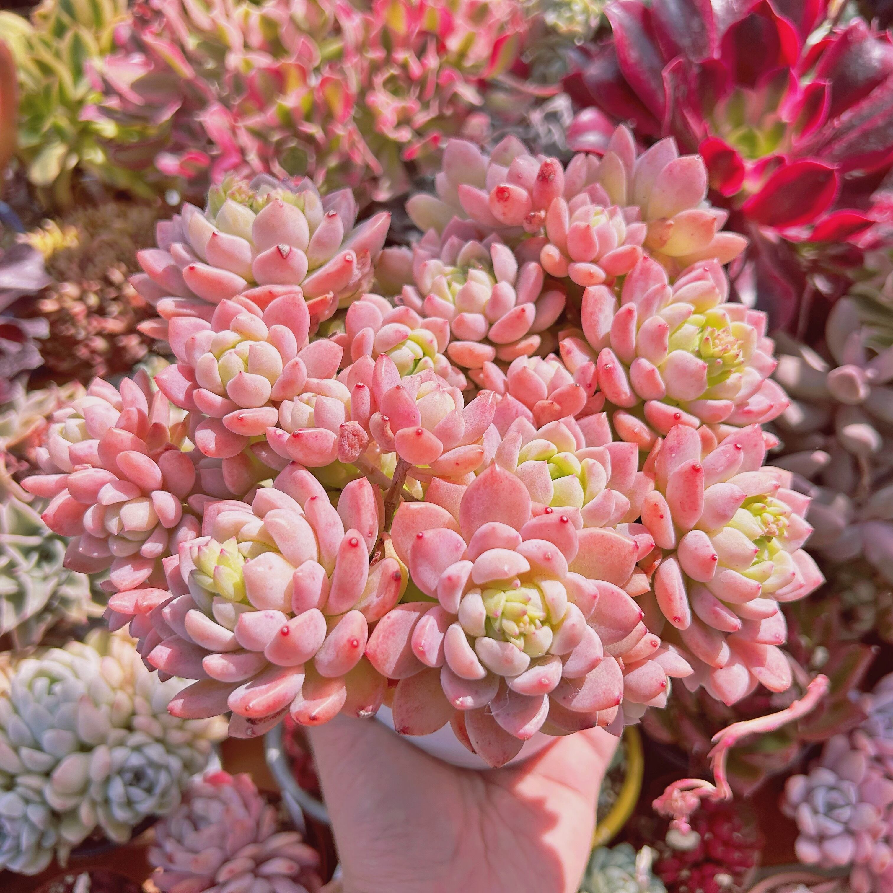 Top【選抜株】多肉植物　361199フローラル タイル　53個　プラグトレー苗 多肉植物 新品種 プロリフェラxラウル 12頭以上 特大 | るる農園~多肉
