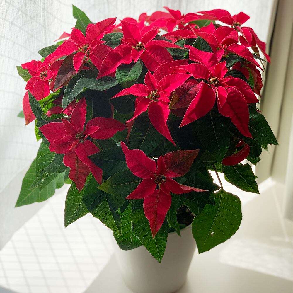 マルコウ種苗 萩原さんから届くポインセチア Princettia ルージュ マルコウ種苗 萩原さん 送料込み よいはな Yoihana 最高品質のお花をお届けするネット通販