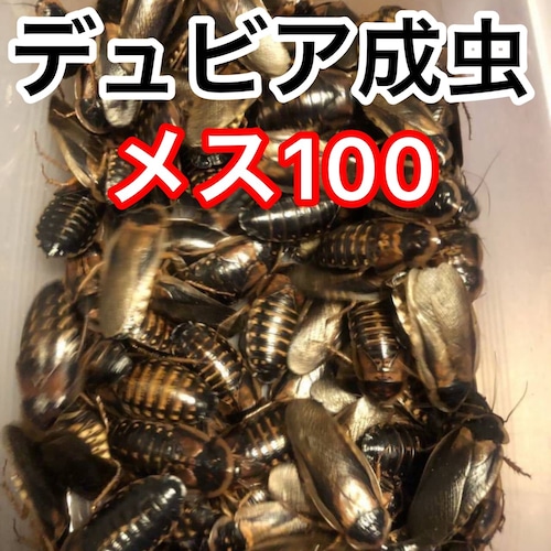 デュビア成虫　メス  100匹