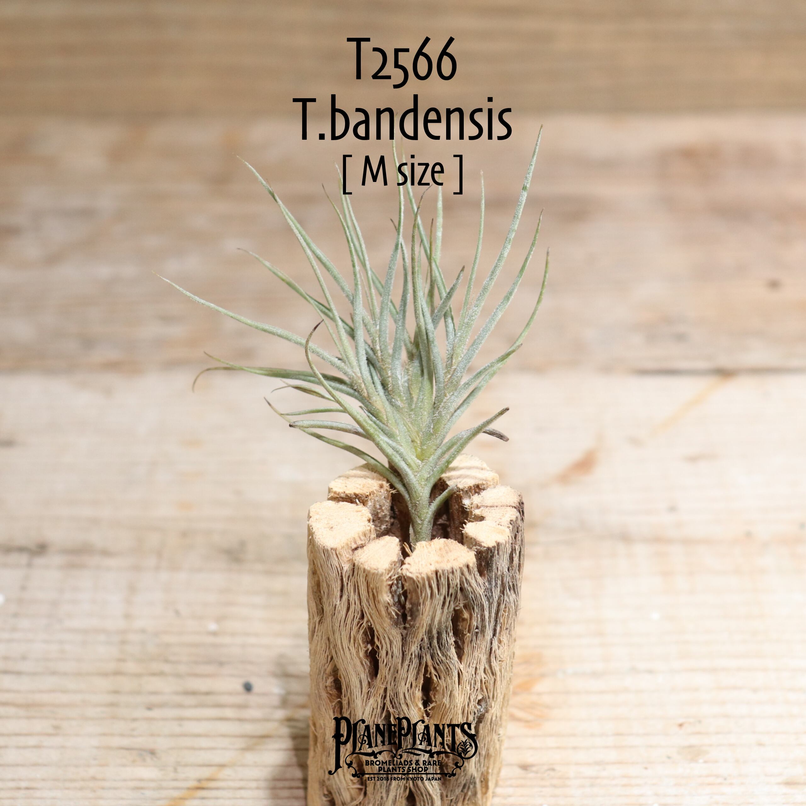 【送料無料】bandensis〔エアプランツ〕現品発送T2566