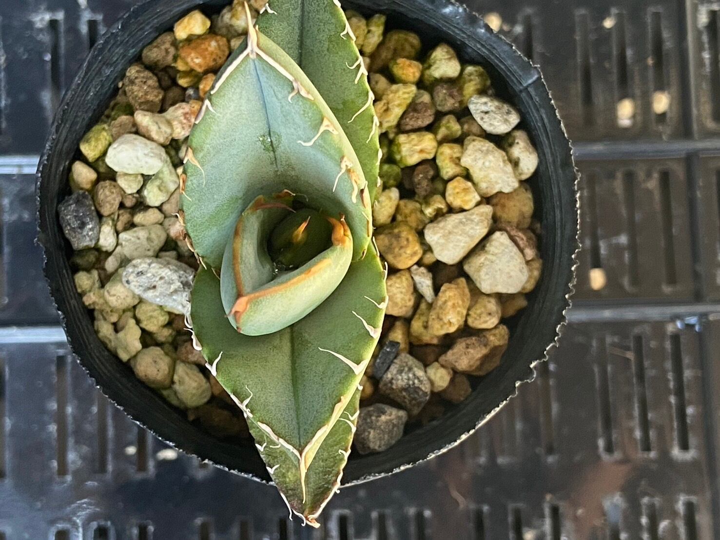 【 F-9 】oteroi seedling ①