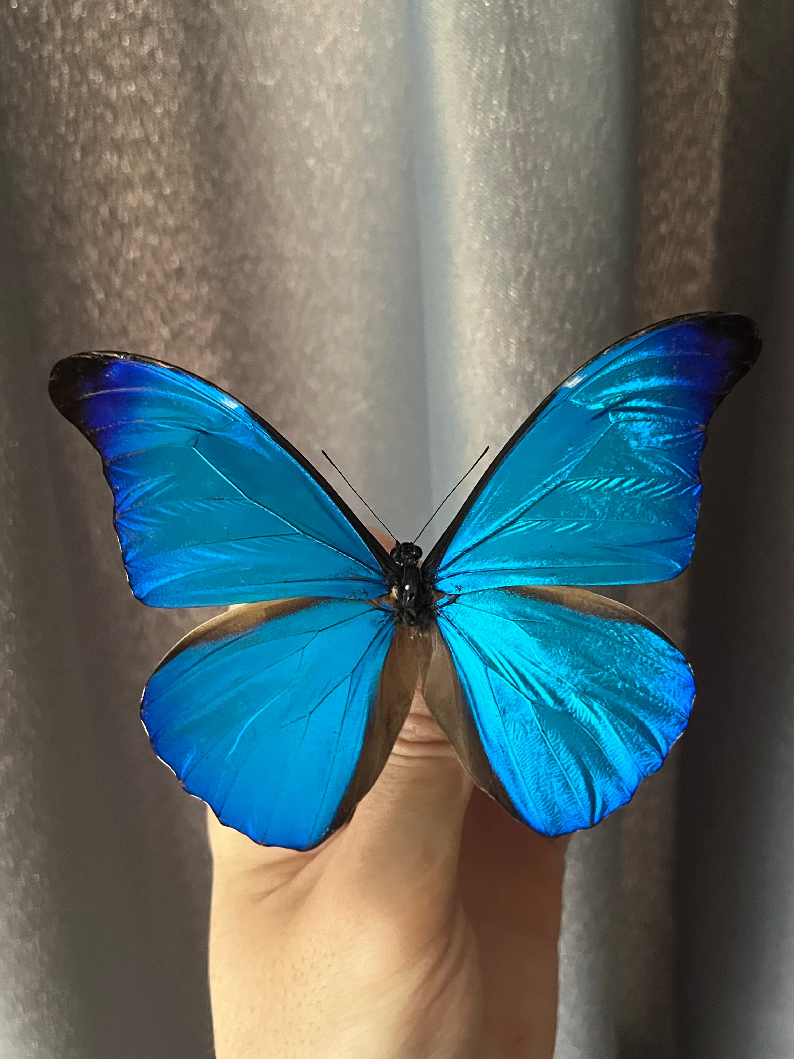 極美個体】レテノールモルフォ蝶 蛾ピカソモスモルフォチョウMorpho