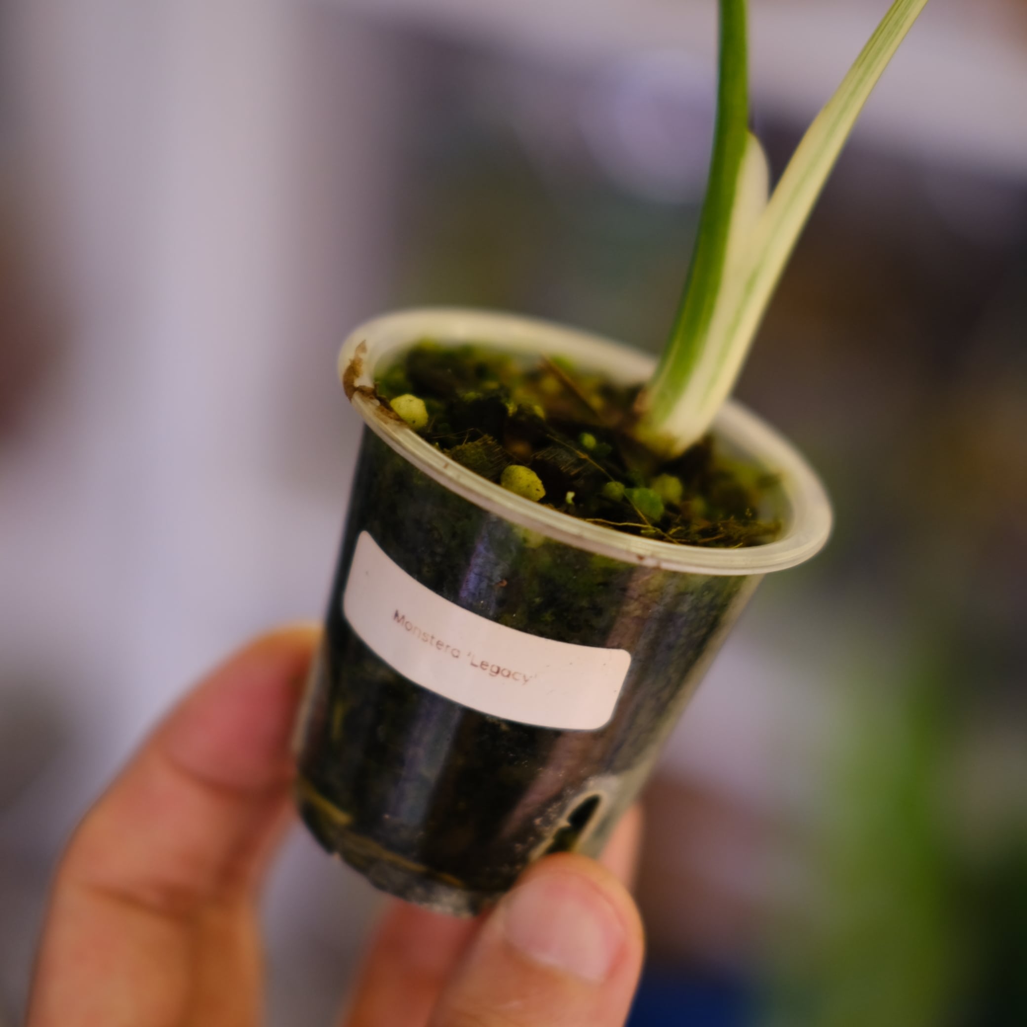 モンステラ・レガシー│Monstera deliciosa 'Legacy'⑨│観葉植物