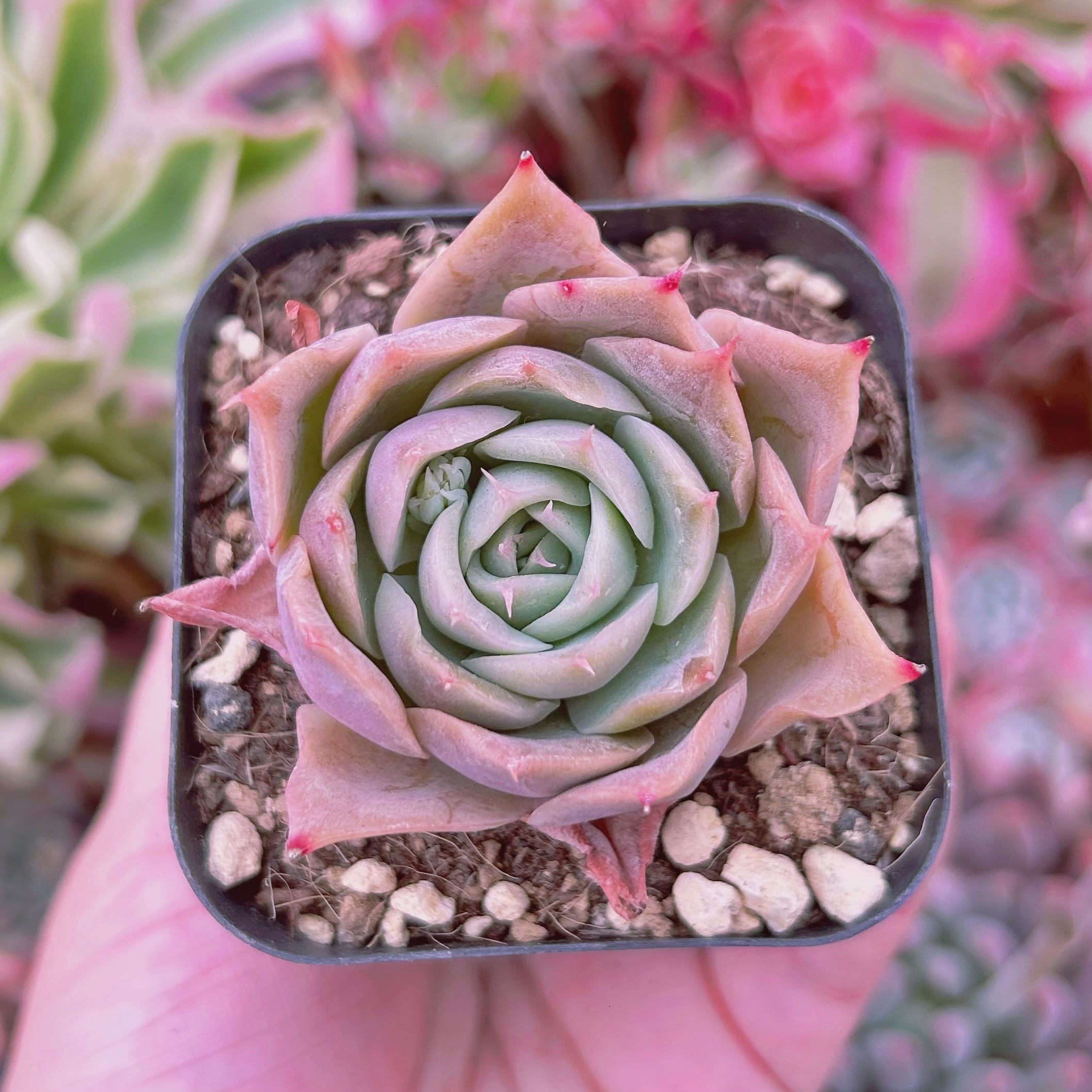 #056現物　多肉植物　ランコム　抜き苗