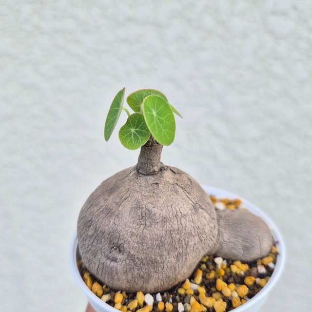 ♡ ツインフォルム♡〚ステファニア エレクタ〛Stephania Erecta / ステファニアピエレイ 塊根植物 コーデックス 抜き苗 発芽済