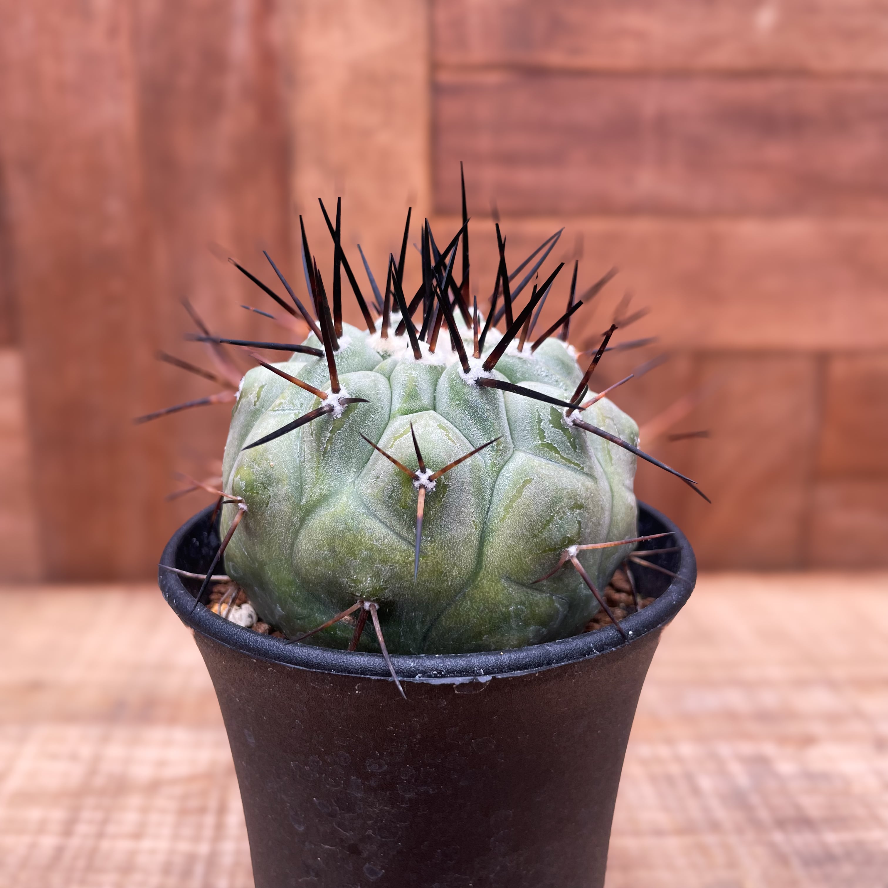 Copiapoa cinerea【黒王丸・実生】 | RIMO 