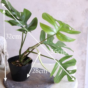 初心者にもおオススメ　ヒメモンステラC｜オシャレな観葉植物　丈夫で手がかからない　ギフトにも