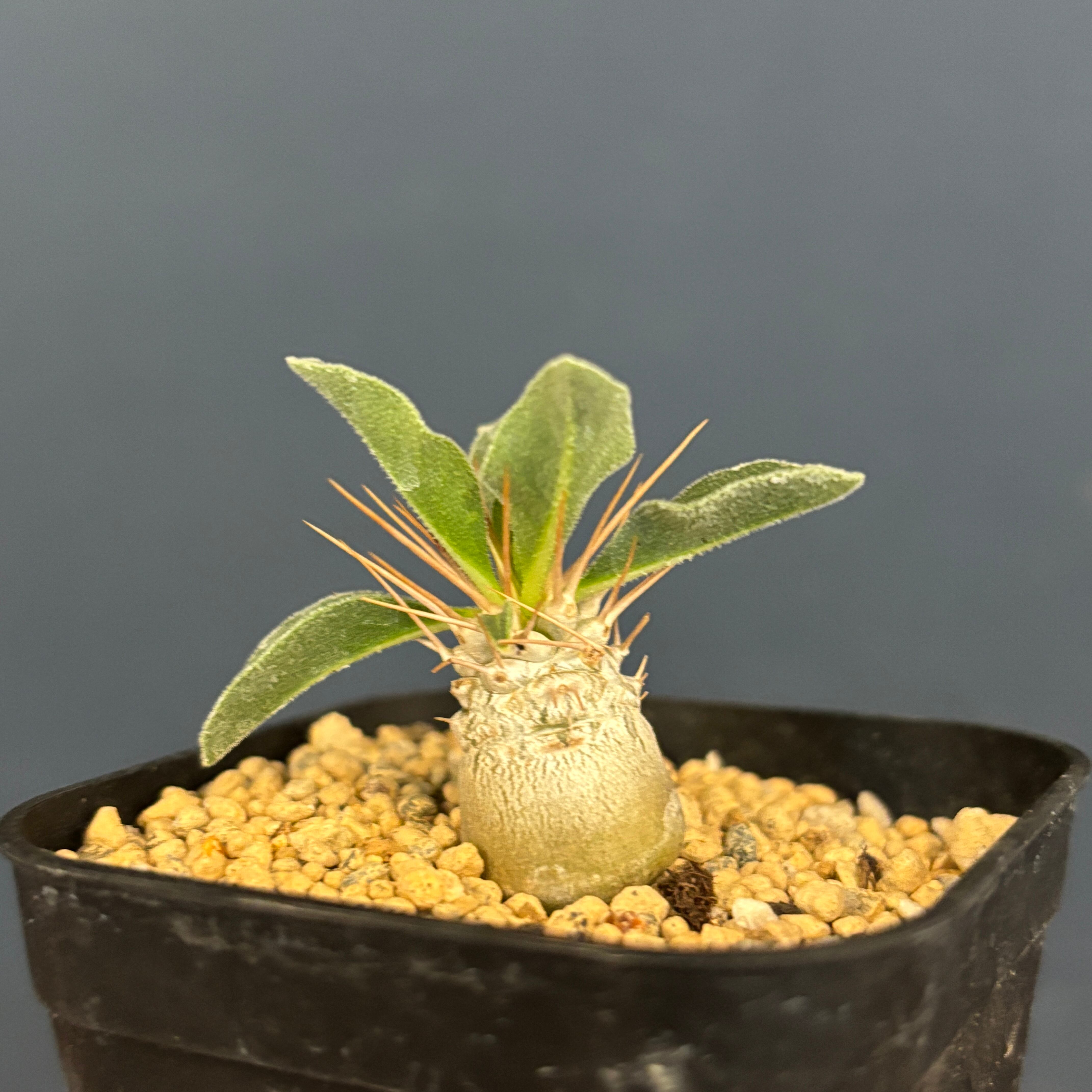 ナマクアナム　光堂 Pachypodium namaquanum【パキポディウム・ナマクアナム・光堂