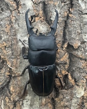 《ツシマヒラタクワガタ 71mm ♂単》