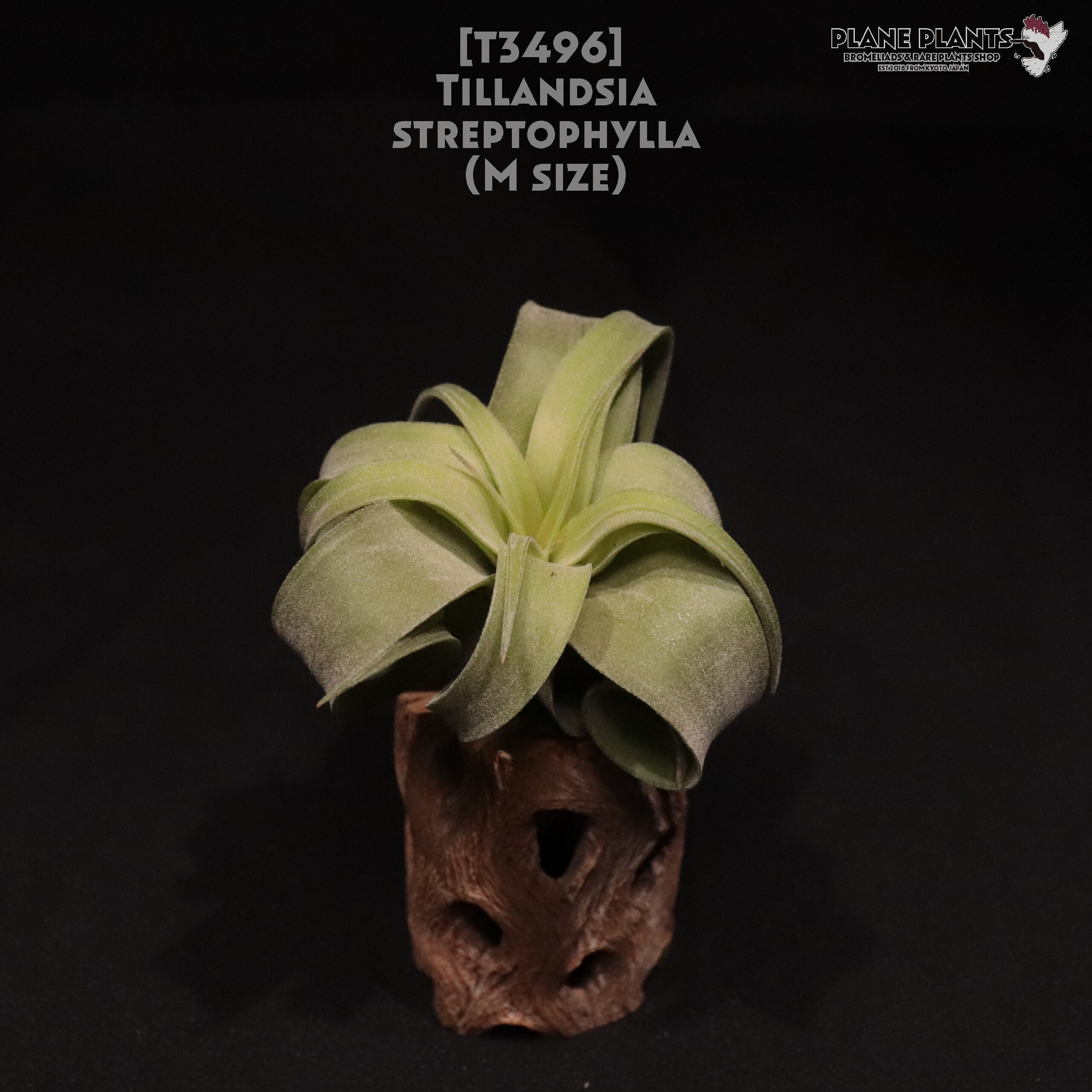 【送料無料】streptophylla M〔エアプランツ〕現品発送T3496