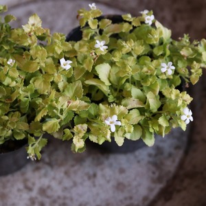 バコパ　ライム　カラーリープ　宿根草｜よく咲くお花　横に広がる　ライムの葉　白いお花　寄せ植えにオススメ　モンディマンシェ