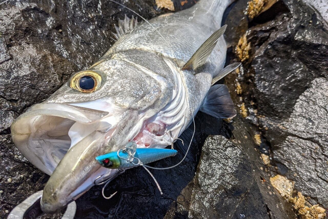 Rb-77S マットバナナチャート 4個セット | スーパーバリューフィッシング