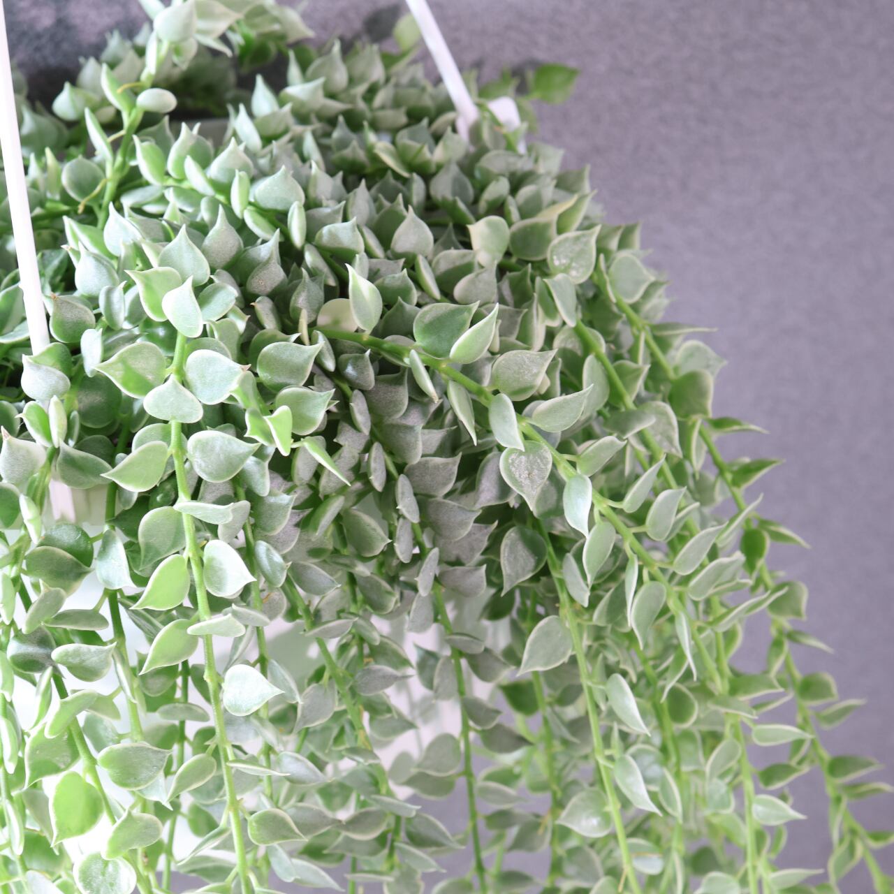 381 小さなハートが重なり合う、やさしい彩りのカーテン