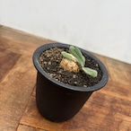 Eriospermum villosum【エリオスペルマム・ヴィローサム】