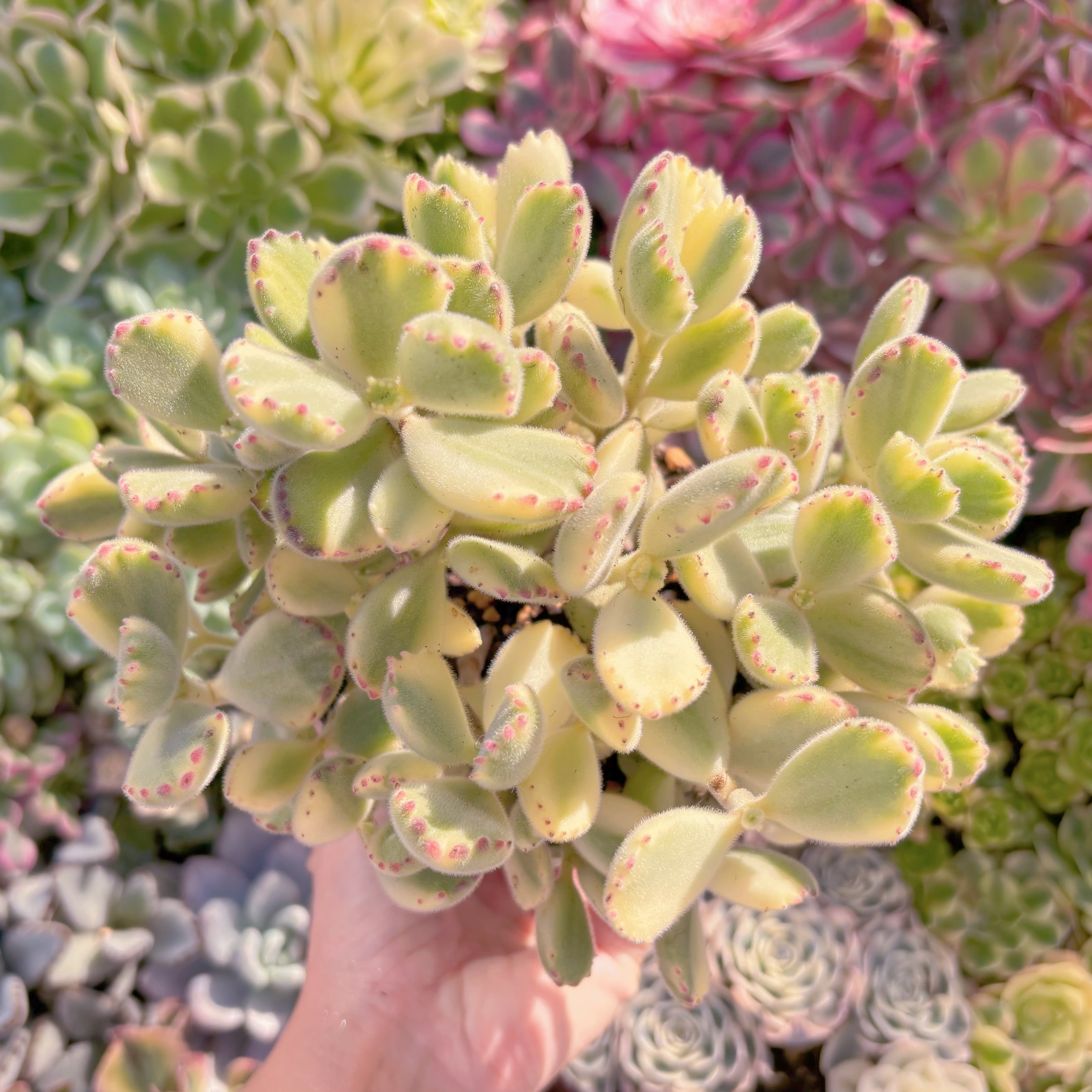 現品　白熊#579　特大群生　るる農園