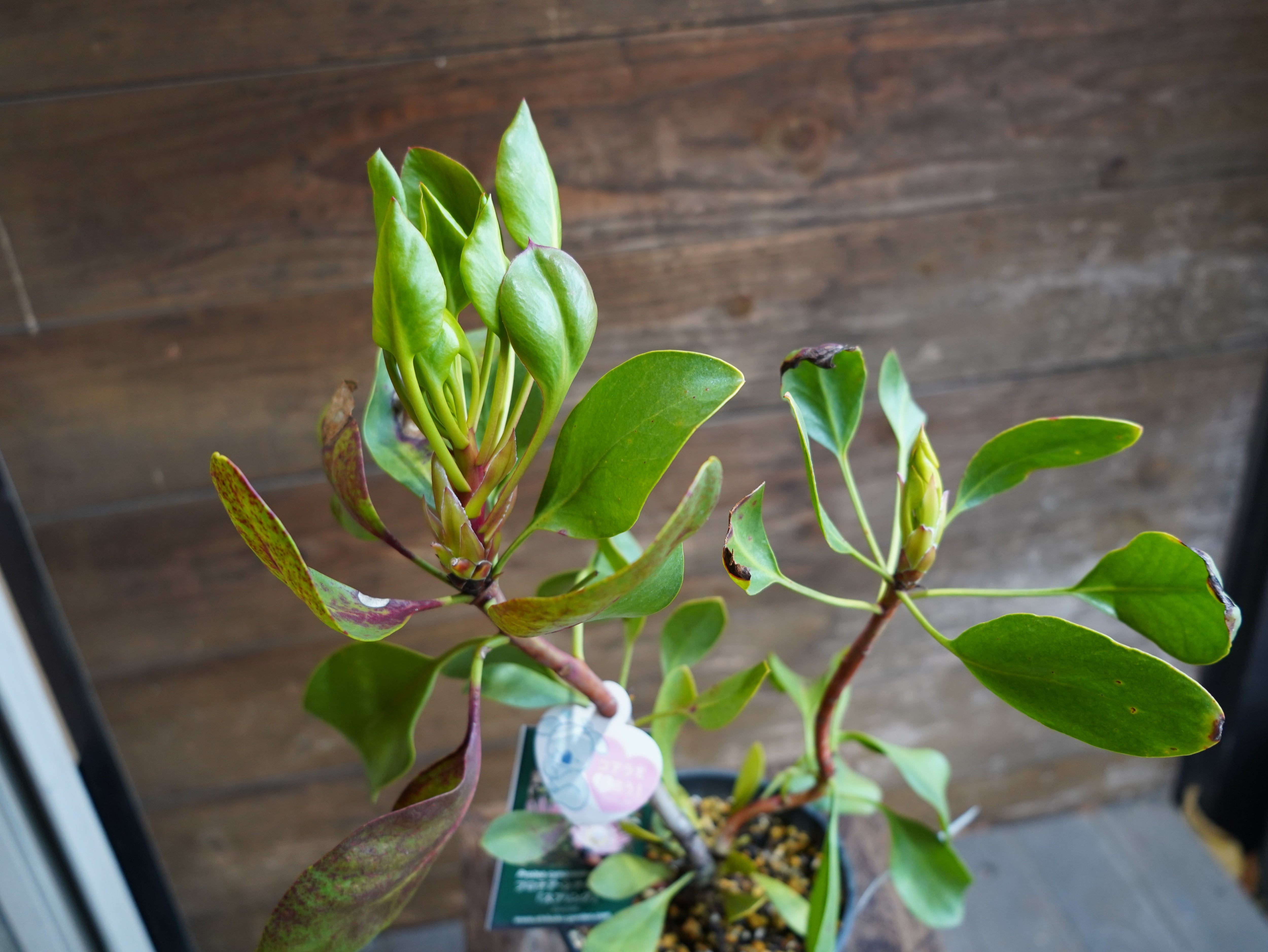 【現物】プロテア ・ シナロイデス「スプリング」