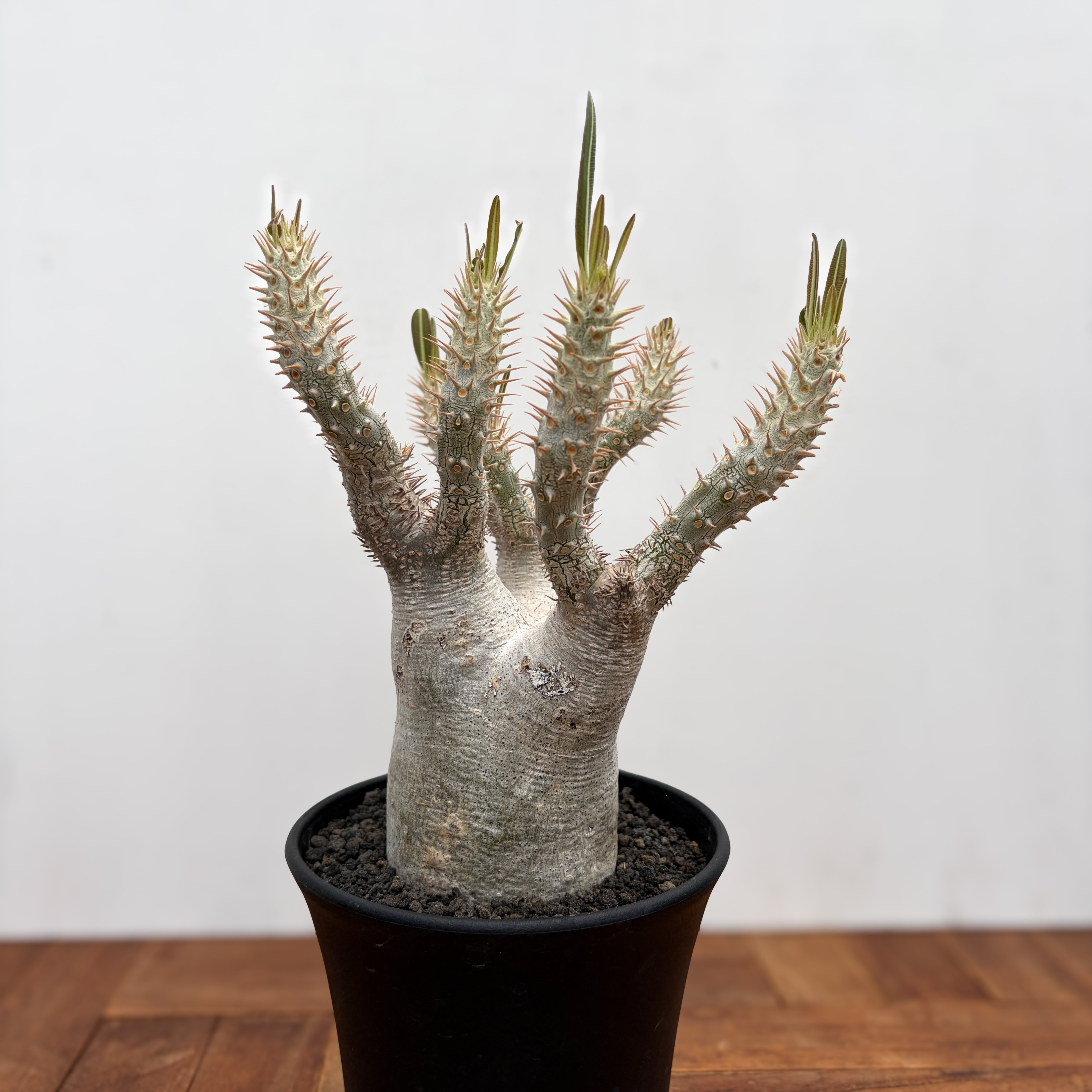 Pachypodium rosulatum var. inopinatum 【パキポディウム