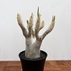 Pachypodium rosulatum var. inopinatum 【パキポディウム・イノピナツム】