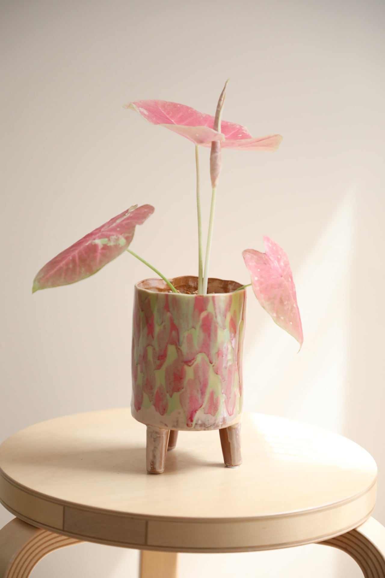 S】カラジウム ピーチブロッサム フェアリー/Caladium | 【厳選植物
